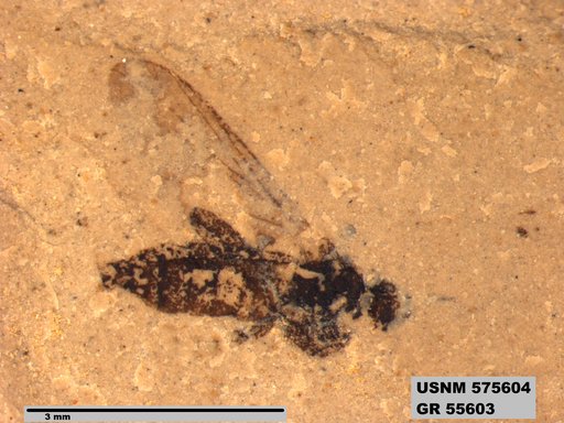 Genus sp