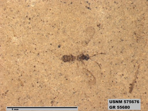 Insecta