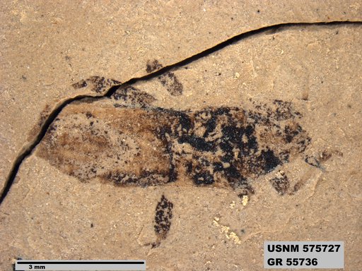 Insecta