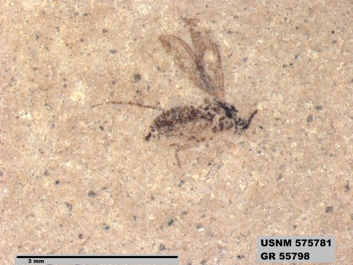 Insecta