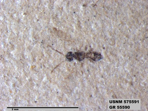 Insecta