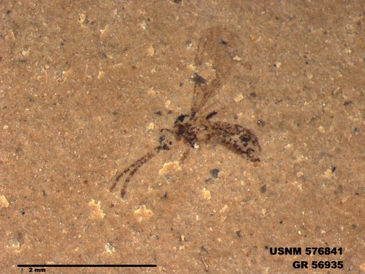 Insecta