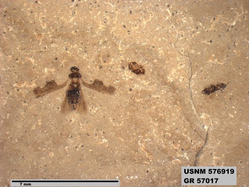 Genus sp