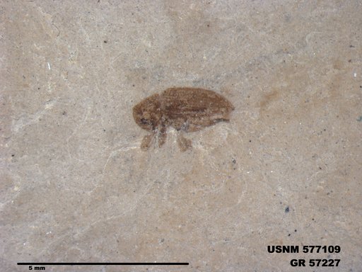 Insecta