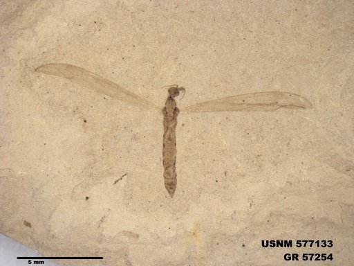 Insecta
