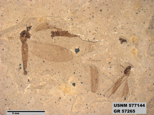 Insecta