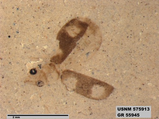Insecta