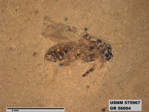 Insecta
