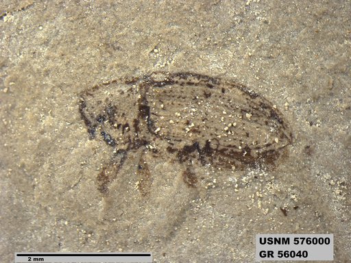 Insecta