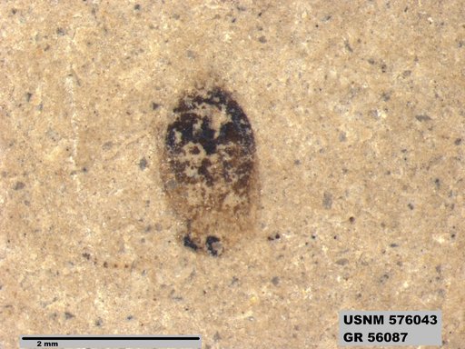 Insecta