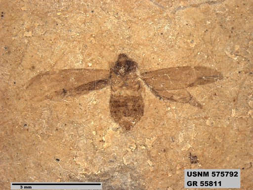 Genus sp
