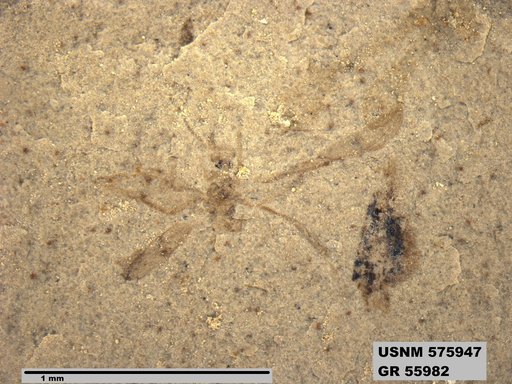 Insecta