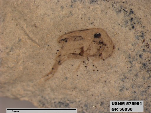 Insecta