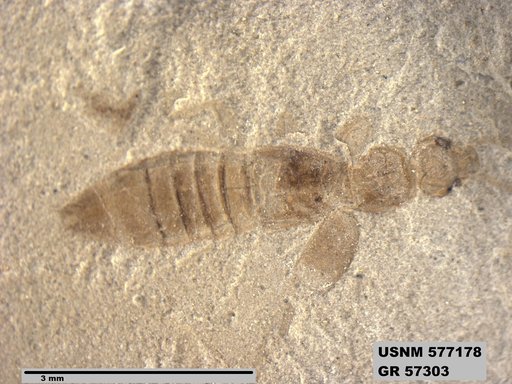 Insecta