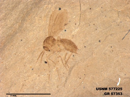 Insecta