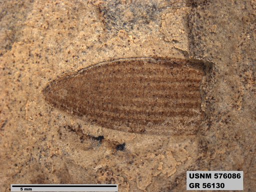 Insecta
