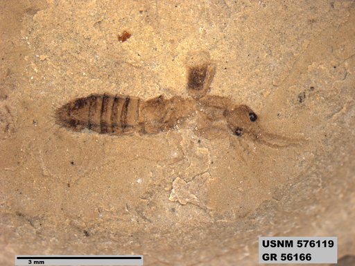 Insecta