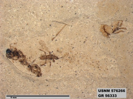 Insecta