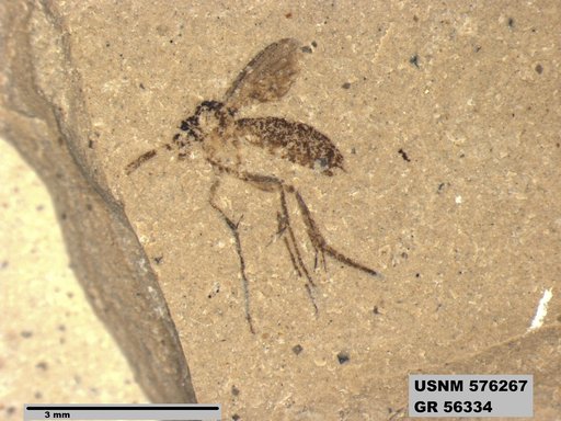 Insecta