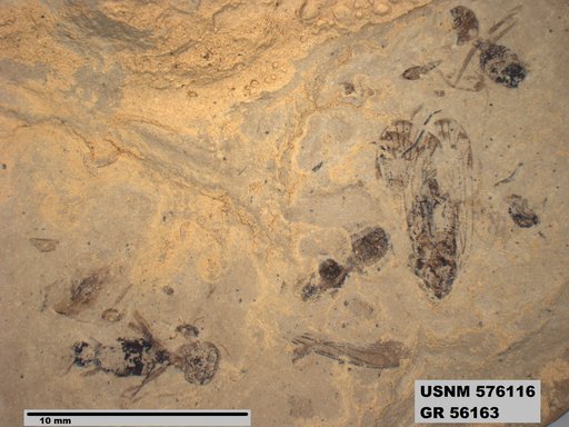 Genus sp