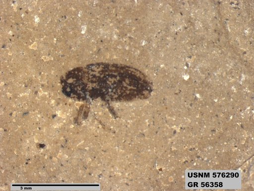 Insecta