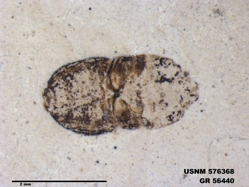 Genus sp