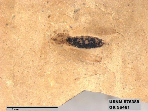 Insecta