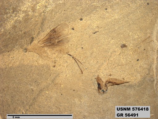 Insecta