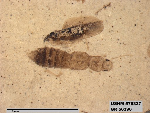 Genus sp
