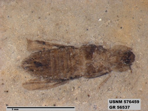 Insecta