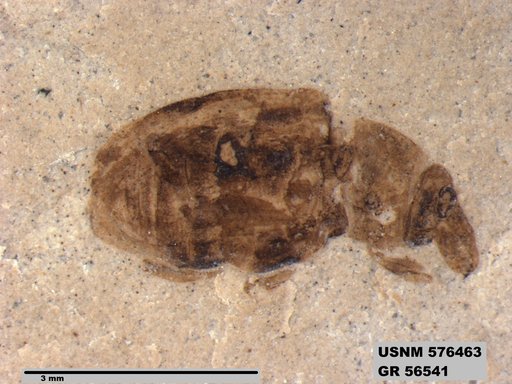 Insecta
