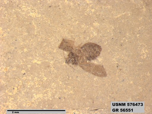 Insecta