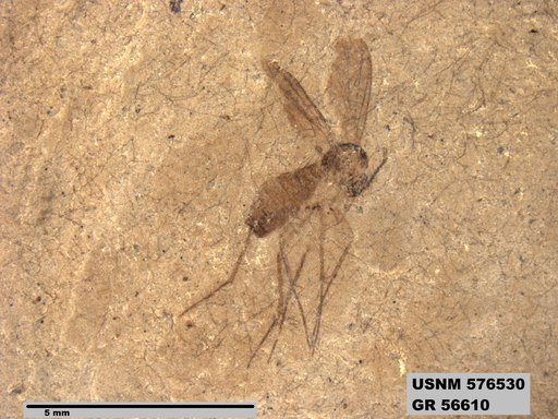 Insecta