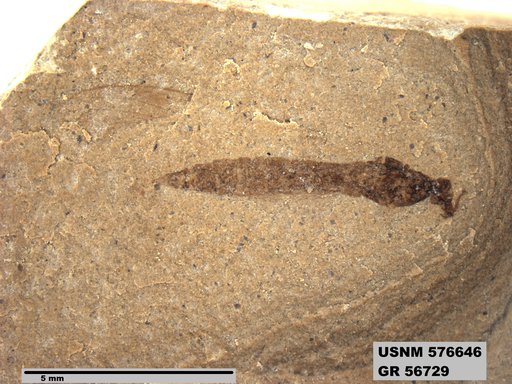 Insecta