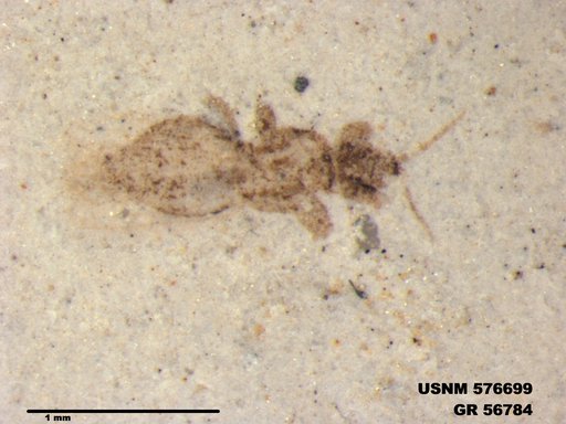 Insecta