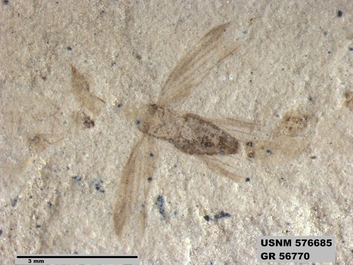 Genus sp