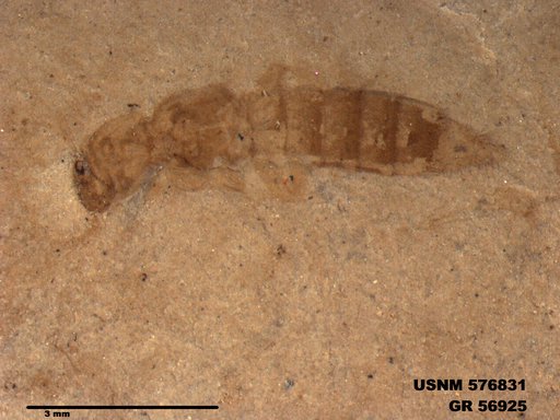 Insecta