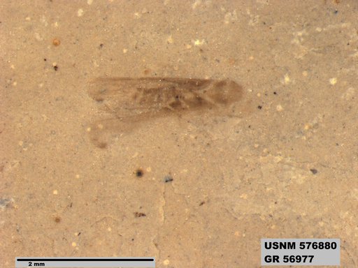 Insecta