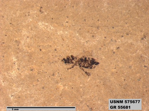 Insecta