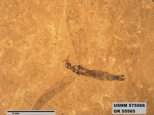 Insecta