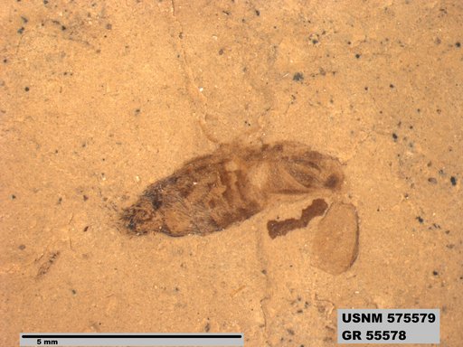 Insecta