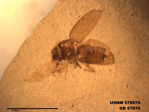 Insecta