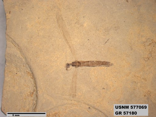 Insecta