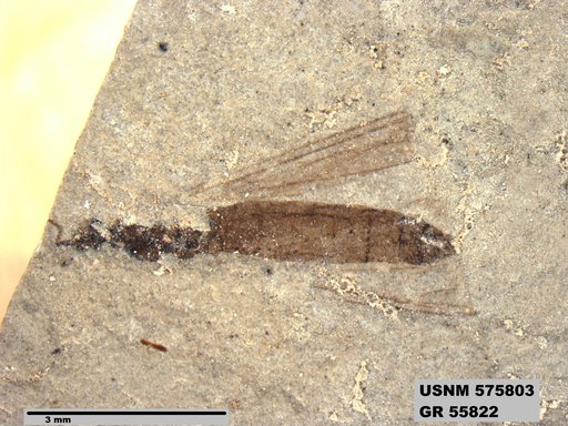Insecta