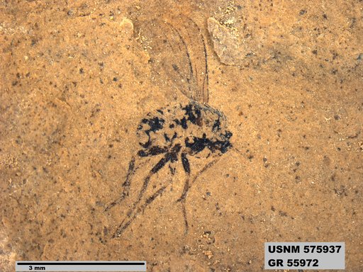 Insecta
