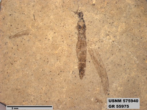 Insecta