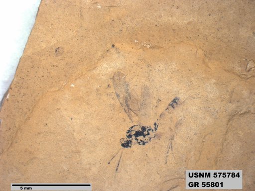 Insecta