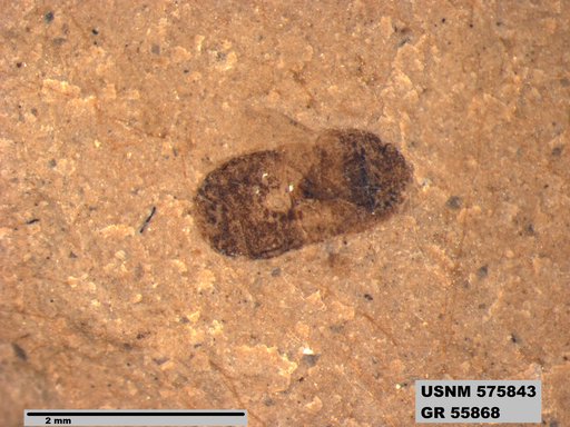 Insecta