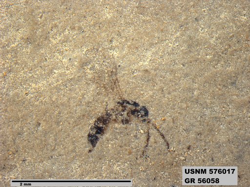 Insecta