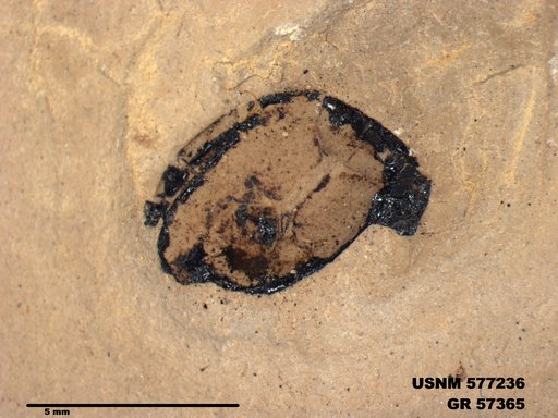 Insecta